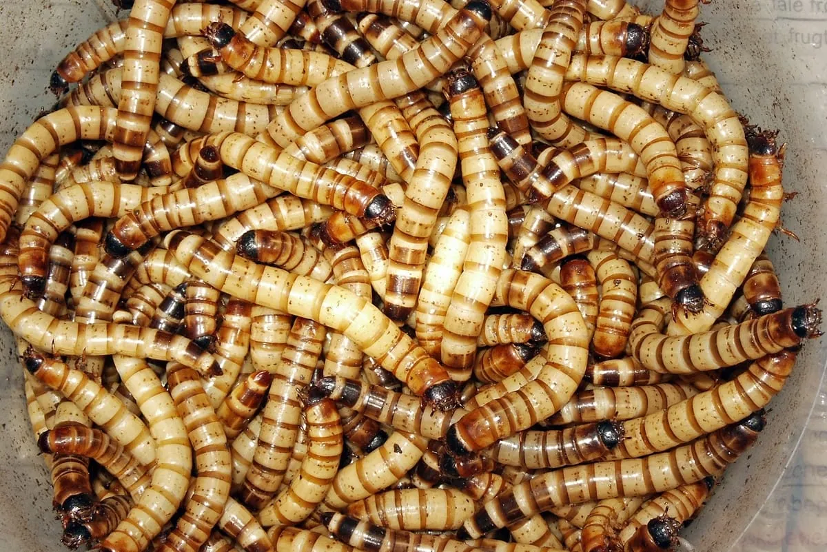 Tierfutter aus dem Meer