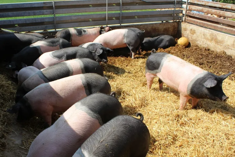 Tierwohl: Schweineställe der Zukunft