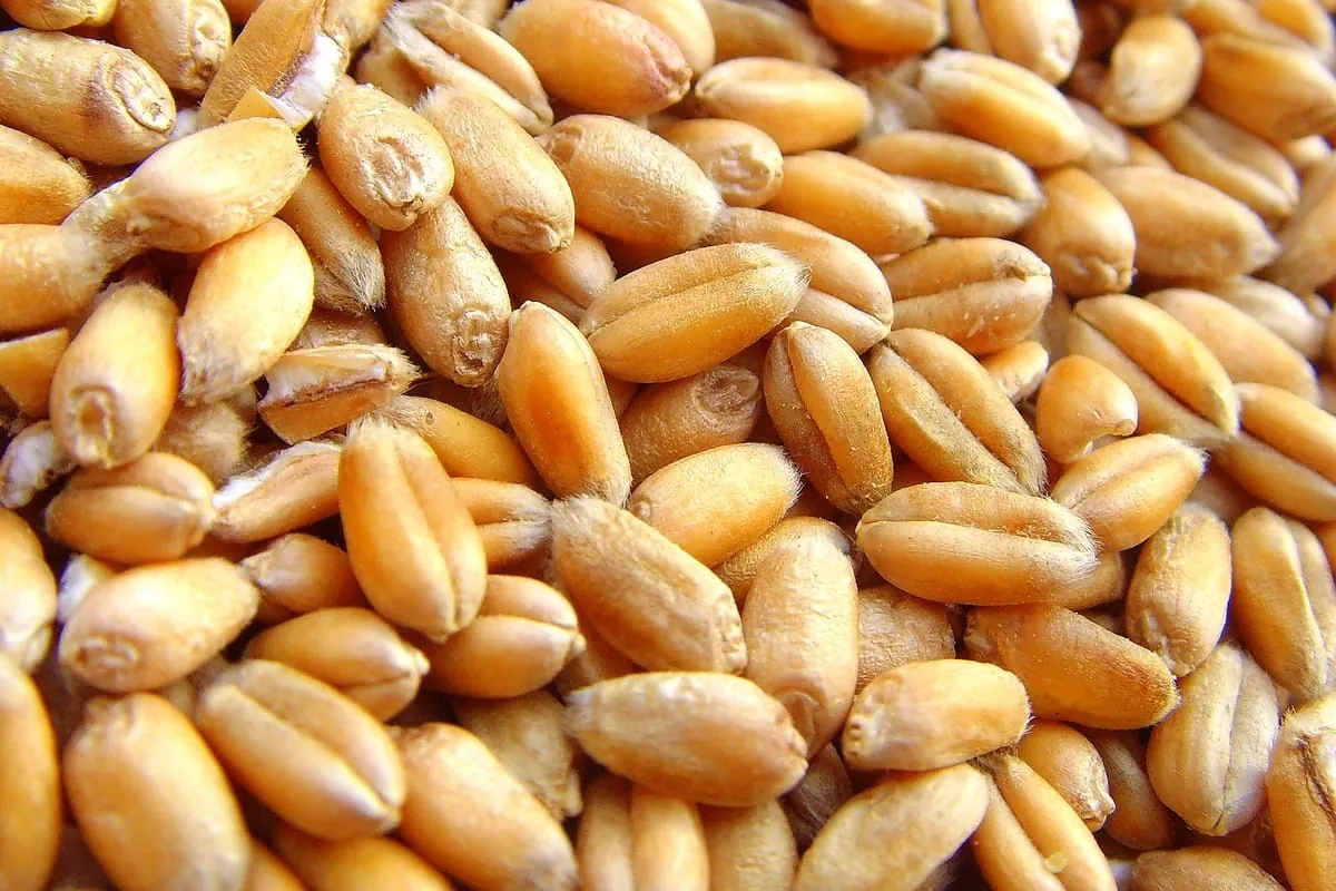 Gluten – Alte und neue Weizensorten im Vergleich