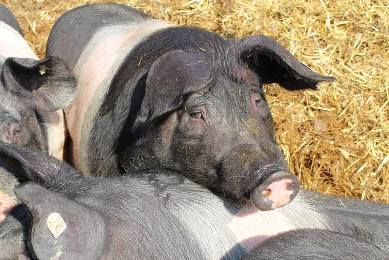 DFV-Befragung: Tierwohl im Fleischerhandwerk