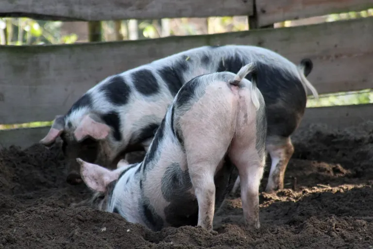 Tierhaltung und Klimawandel sind kein Widerspruch