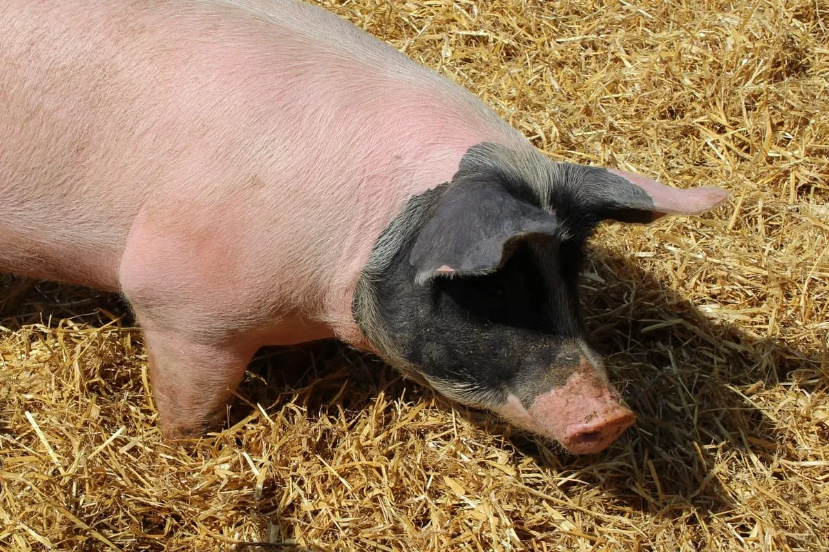 Studie: Innovationen in der Lebensmittelwirtschaft