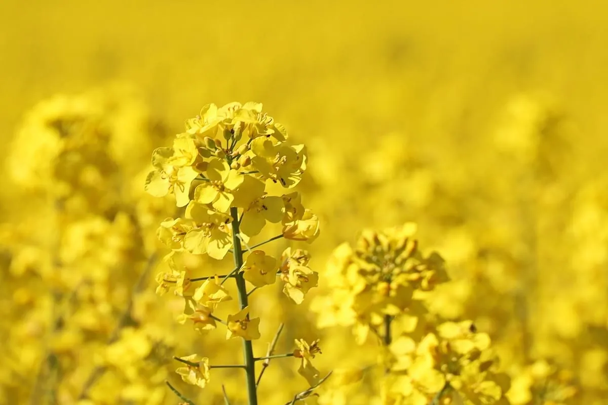 Raps bessere Proteinquelle als Soja?