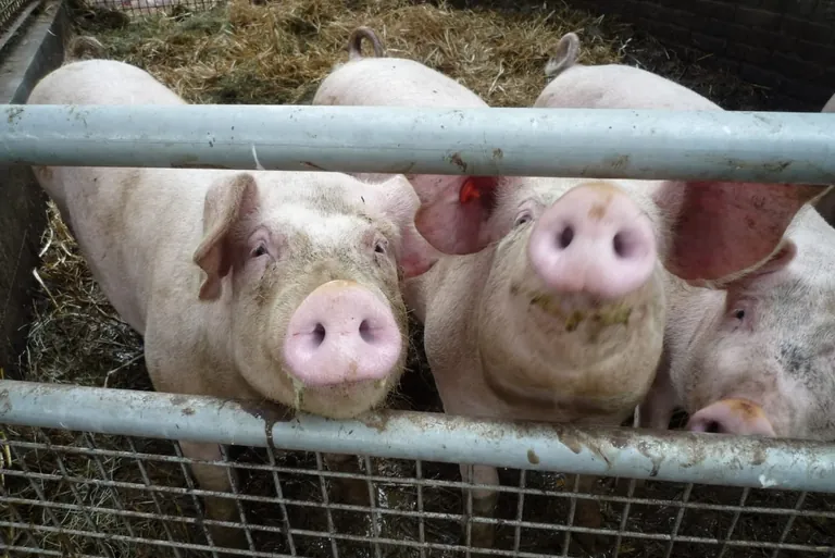 Erzeugerpreise landwirtschaftlicher Produkte im Oktober 2020