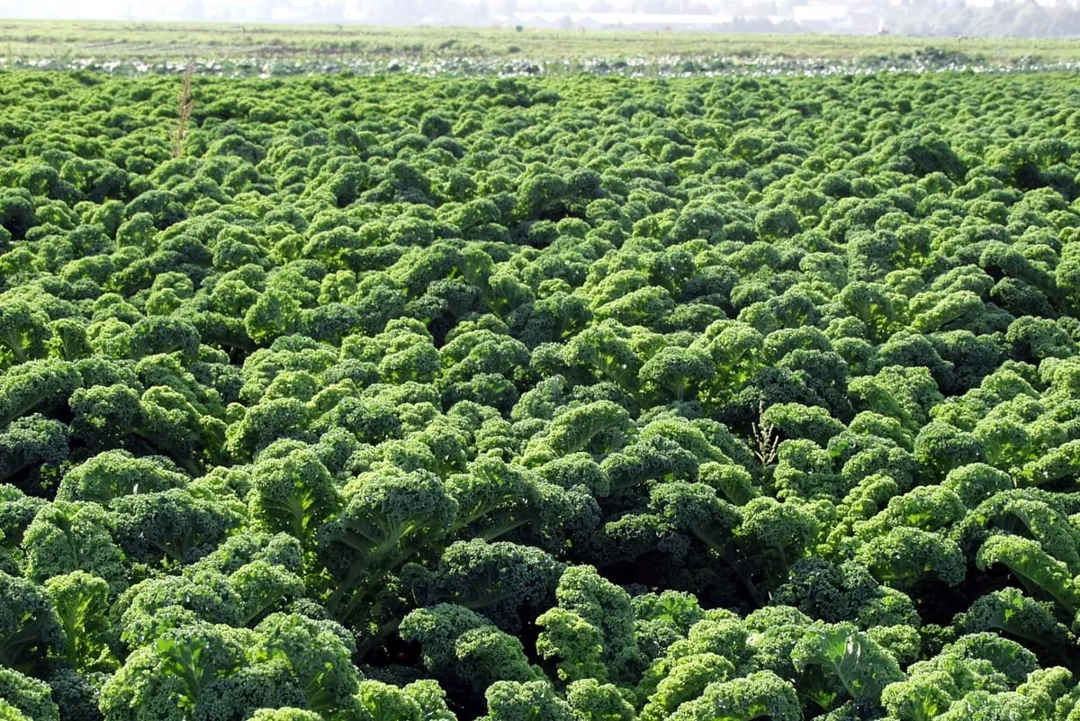Heimisches „Superfood“: Grünkohl und Schwarzkohl