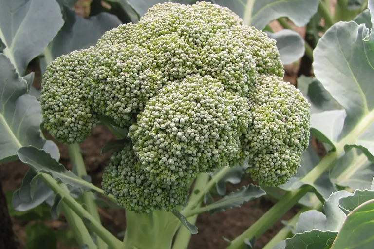 Für gesunde Blutgefäße: Brokkoli und Rosenkohl
