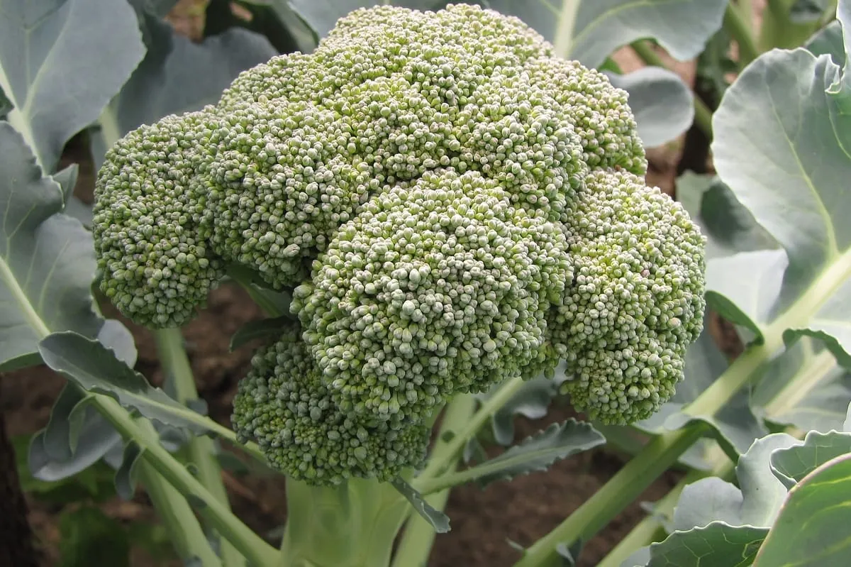 Für gesunde Blutgefäße: Brokkoli und Rosenkohl