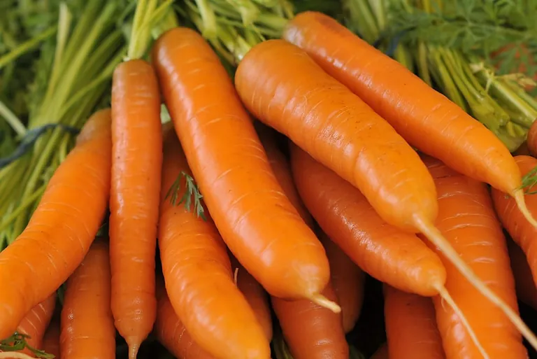 Sch&uuml;tzt Beta-Carotin die Blutgef&auml;&szlig;e?