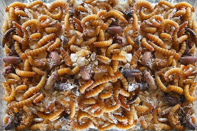 Mehlw&uuml;rmer als Lebensmittel