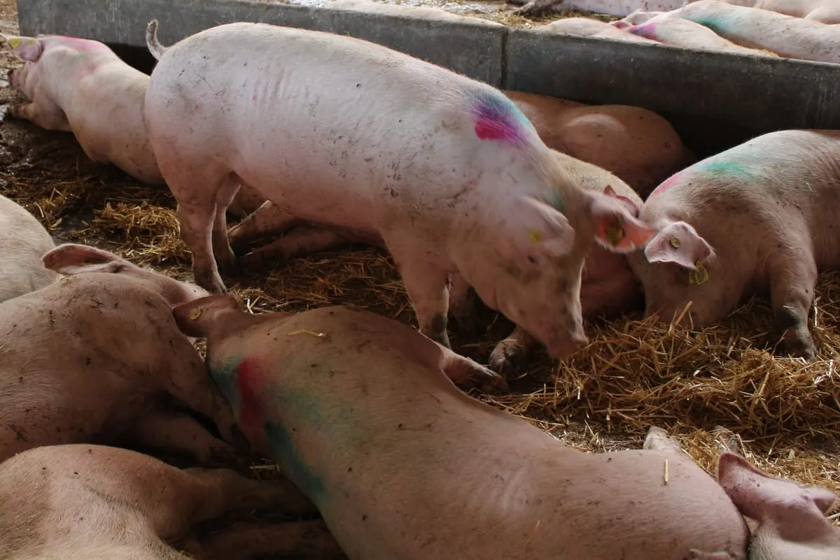 Erzeugerpreise landwirtschaftlicher Produkte im Januar 2021