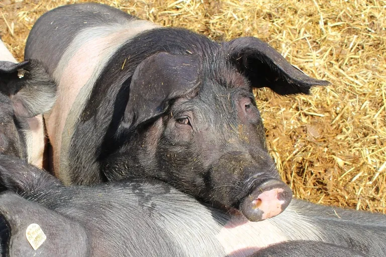 DFV: Fleischerhandwerk lehnt Tierwohlabgabe ab