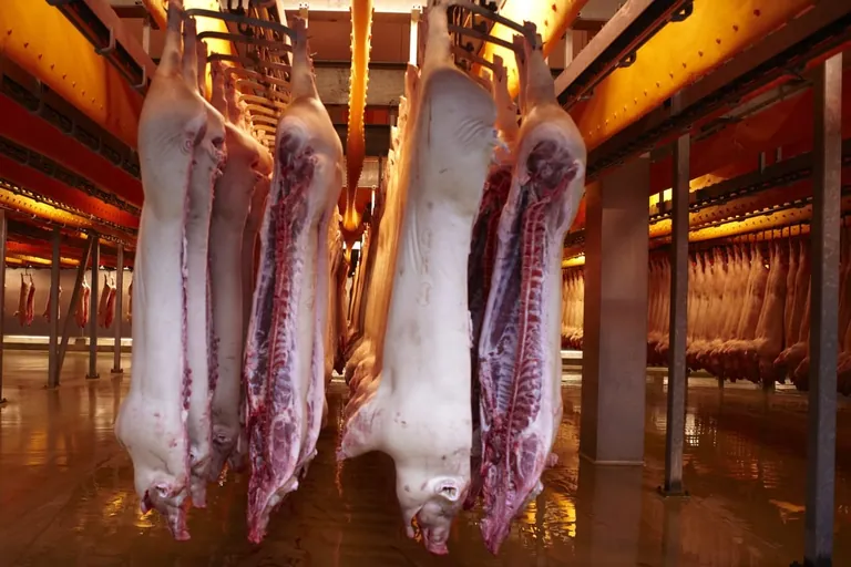 Preise für Schlachtschweine deutlich niedriger als im Vorjahr
