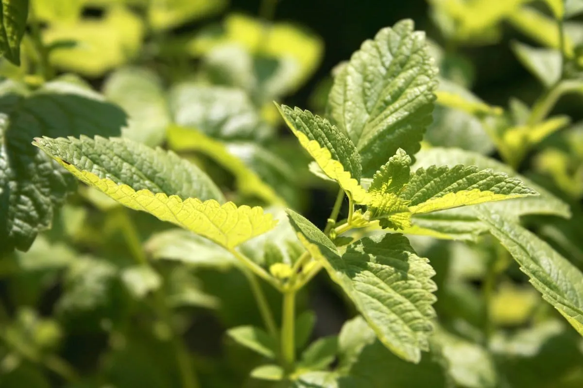 Zitronenmelisse: Frisches Zitrusaroma für Süßes und Pikantes