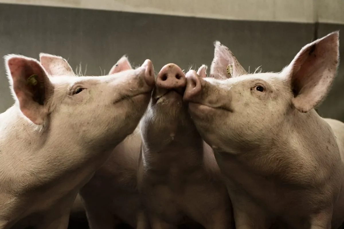 Erzeugerpreise für Schweinefleisch niedriger als vor einem Jahr