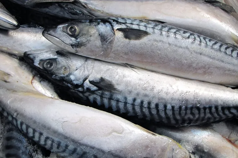 Zukunftsperspektiven f&uuml;r Nahrung aus dem Meer