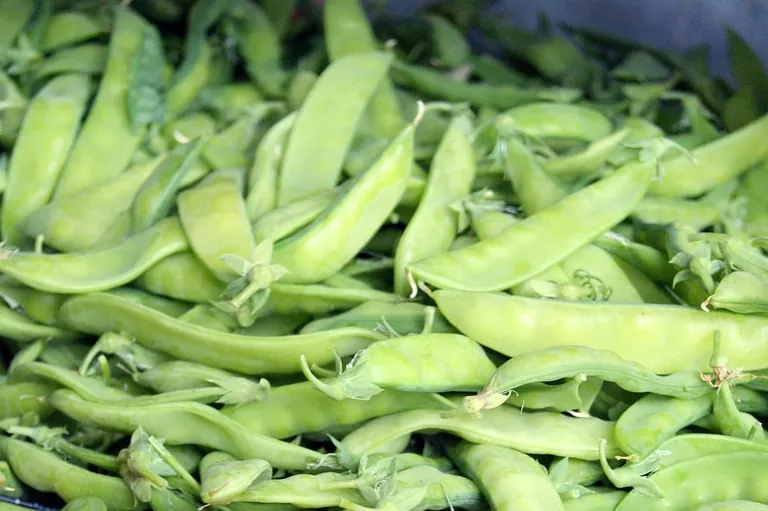 Zuckererbsen: Schnelles Gem&uuml;se