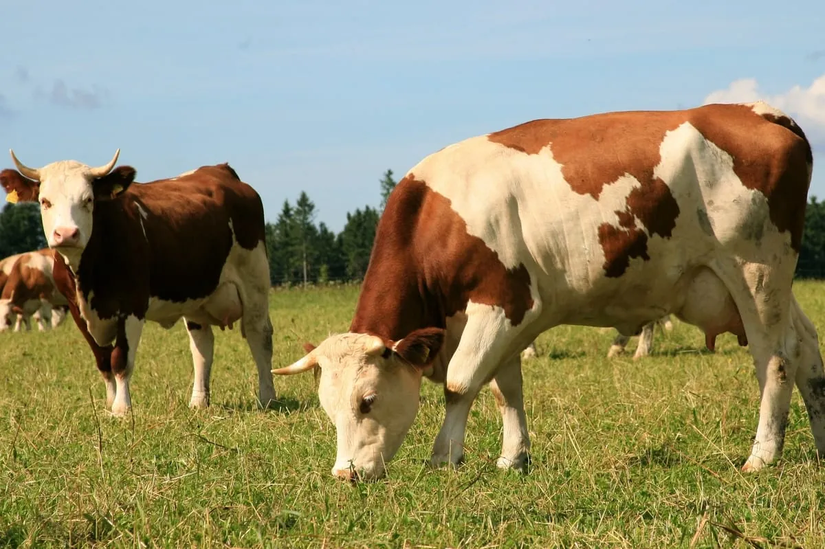 Abschlussbericht der Zukunftskommission Landwirtschaft