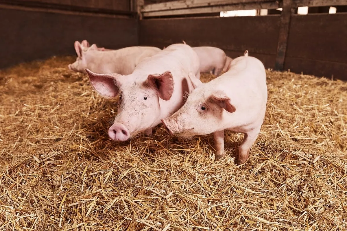 Vollständiger Verzicht auf Haltungsform 1 bei Schwein und Geflügel