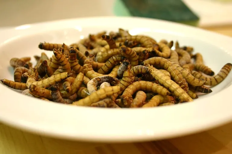 Insekten und Algen als Superfood