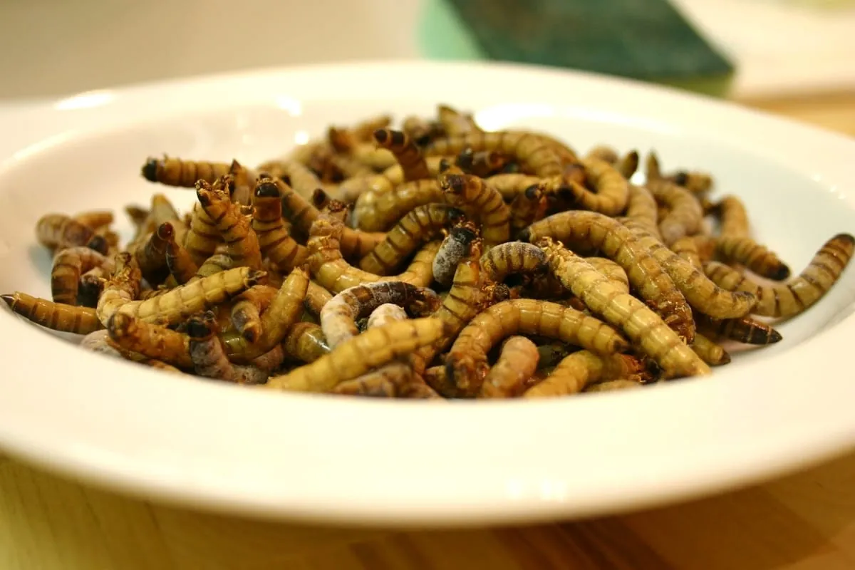 Insekten und Algen als Superfood?