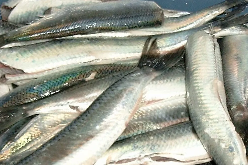 Omega-3-Fettsäuren gegen Kopfschmerzen?