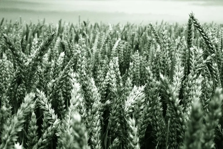 Ern&auml;hrung der Zukunft