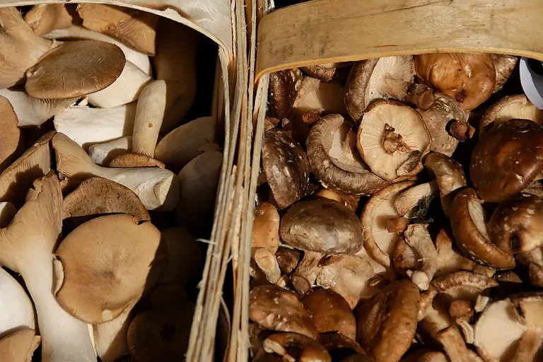 Pilze: Das „Fleisch des Waldes“