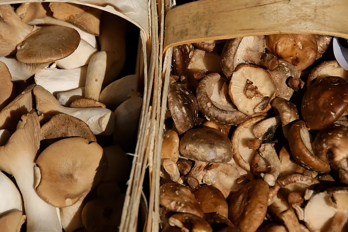 Pilze: Das „Fleisch des Waldes“