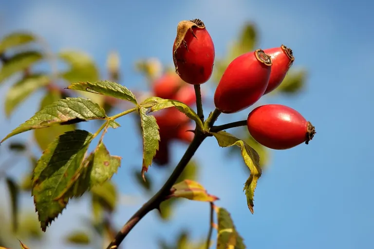 Hagebuttenzeit: Vitamin-C-reiches Wildobst