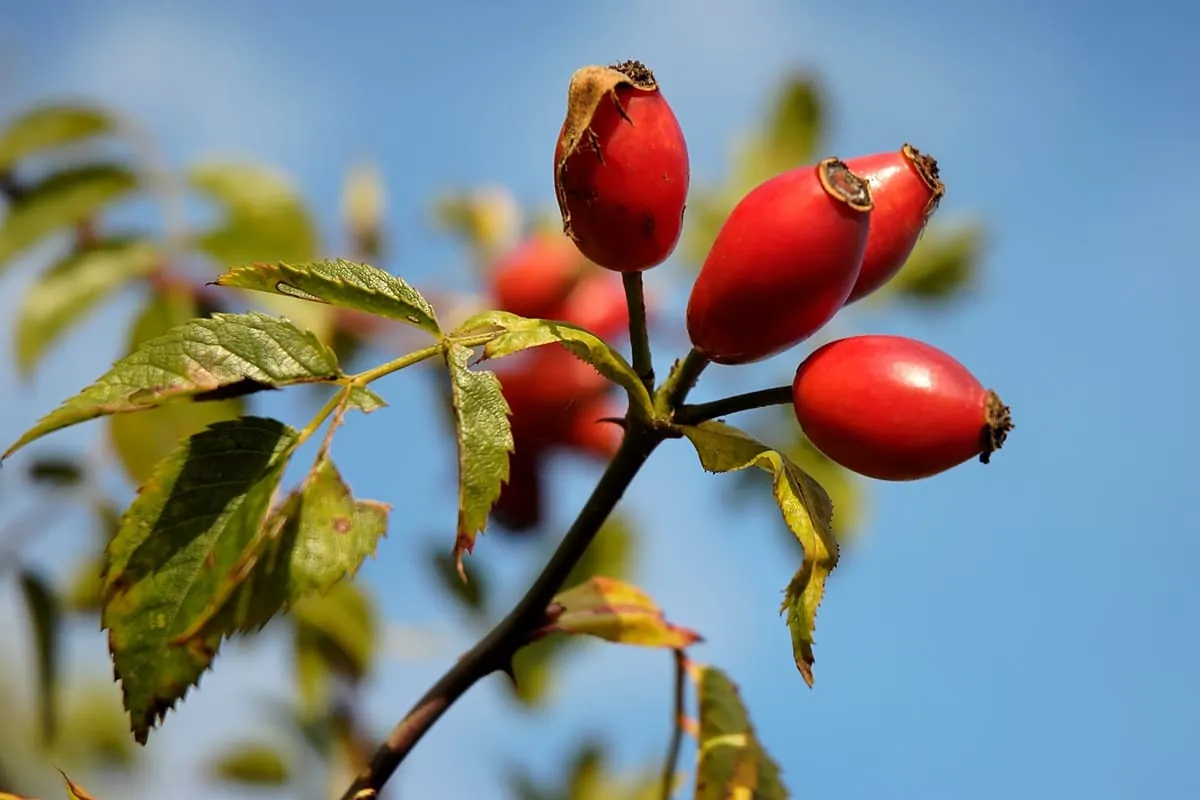 Hagebuttenzeit: Vitamin-C-reiches Wildobst
