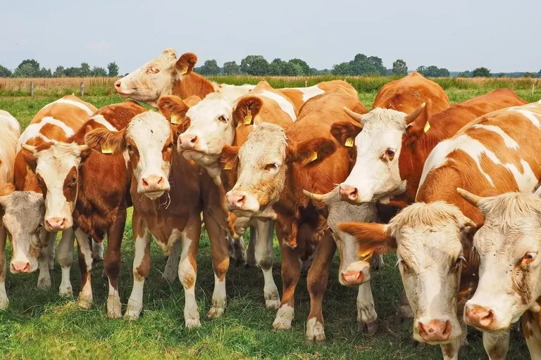 Erzeugerpreise landwirtschaftlicher Produkte im Juni 2021