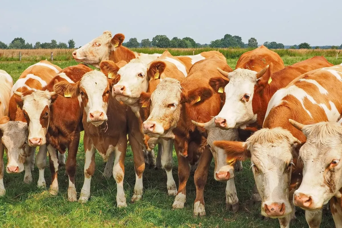 Erzeugerpreise landwirtschaftlicher Produkte im Juni 2021