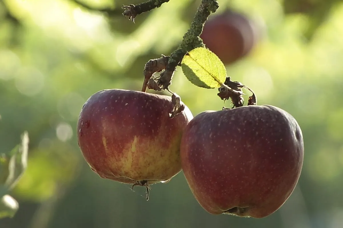 Mit Flavonoiden den Blutdruck senken
