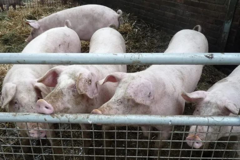 Schlachtschweine: Trend fallender Preise setzt sich fort