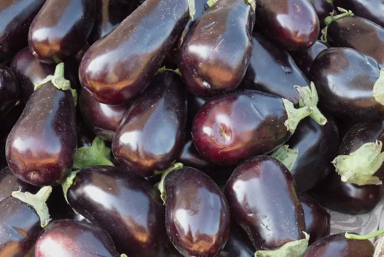 Levante &ndash; der kulinarische Sonnenaufgang