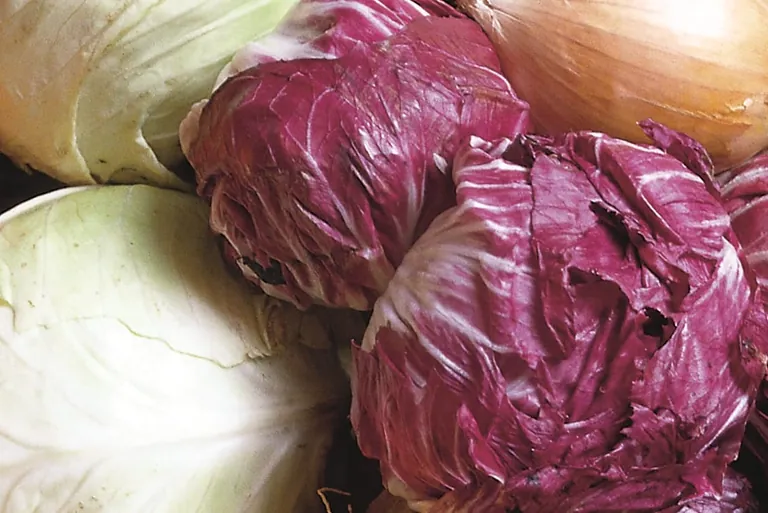 Radicchio enth&auml;lt Vitamine und Mineralstoffe 