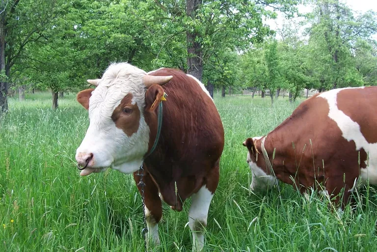 Höhere Preise für Rinder