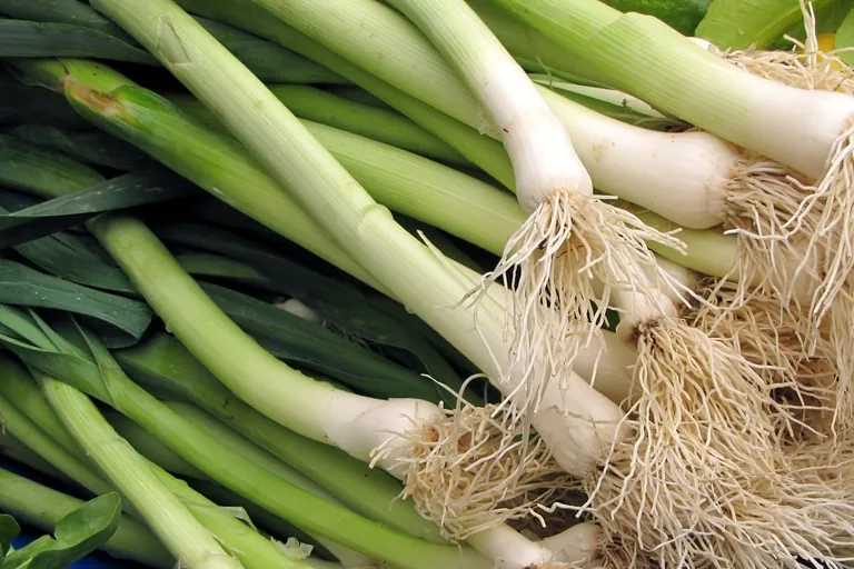 Lauch: W&uuml;rzig und vielseitig