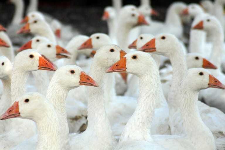 Gans zu Weihnachten Die Fleischerei