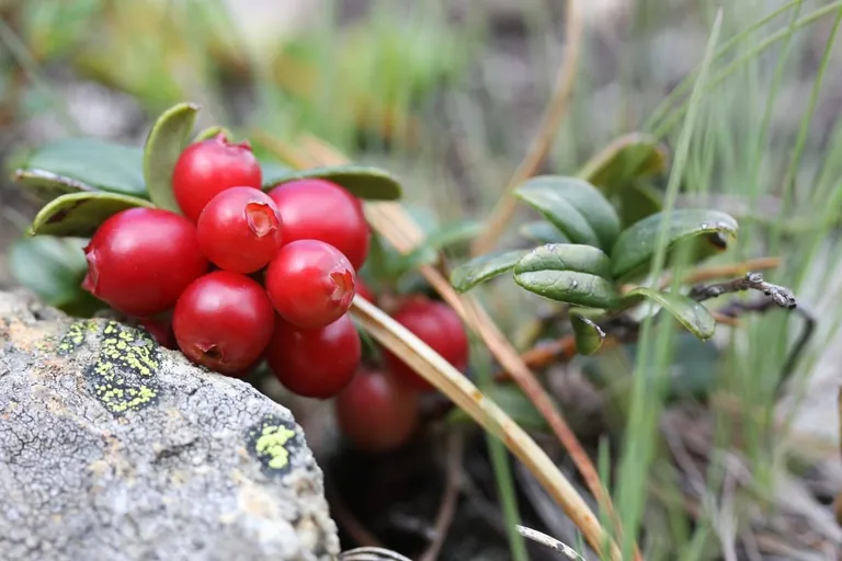 Preiselbeeren im Geschmackstest