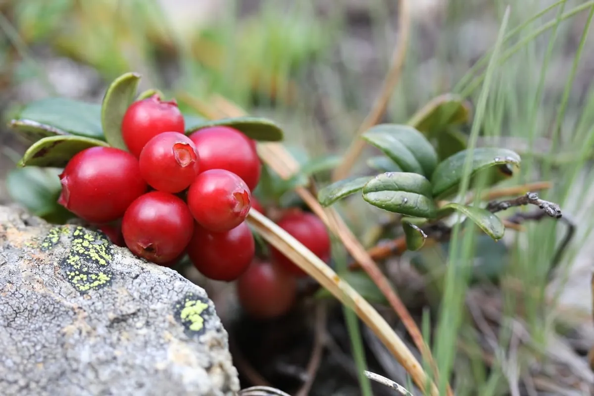 Preiselbeeren im Geschmackstest