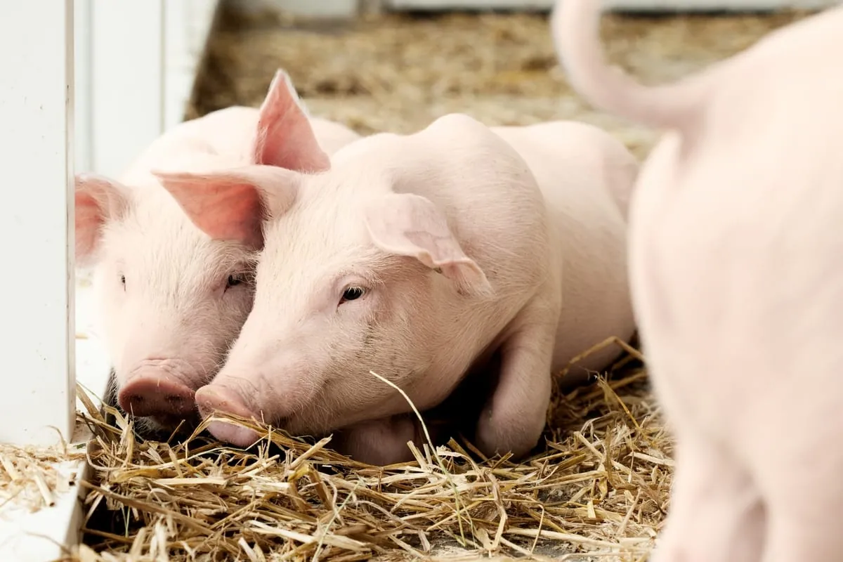 Erzeugerpreise für Schlachtschweine fallen weiter