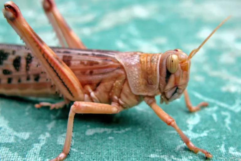 Wanderheuschrecke in der EU als Lebensmittelzutat zugelassen