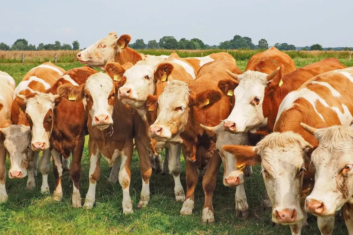 Preistrend für Schweine und Rinder setzt sich fort