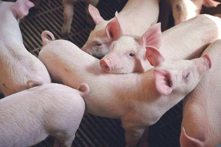 Abgeschw&auml;chter Trend: Leichter Preisr&uuml;ckgang bei Schlachtschweinen