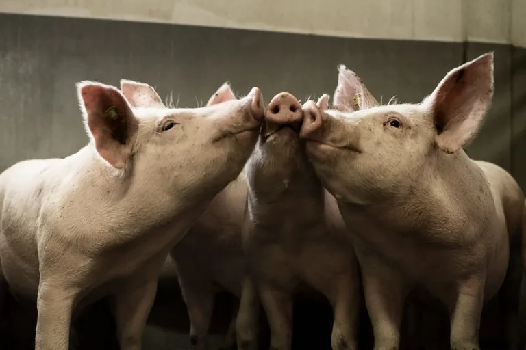 Erzeugerpreise im Dezember 2021