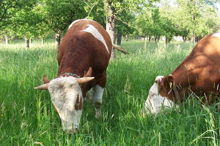 Trendreport Ernährung 2022: Bewusstes Essen wird zum Megatrend
