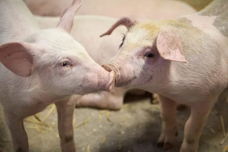 Preise f&uuml;r Schlachtschweine im Dezember 2021 gestiegen