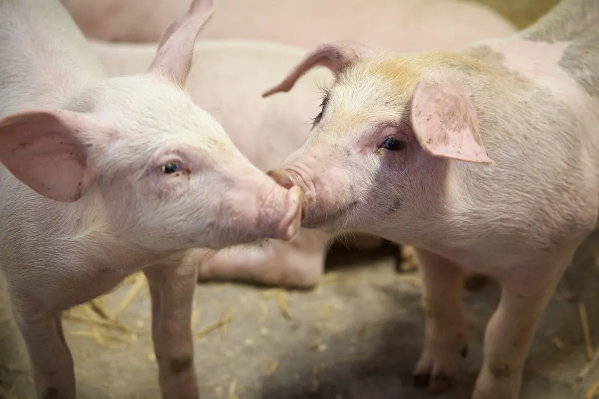 Preise für Schlachtschweine im Dezember 2021 gestiegen