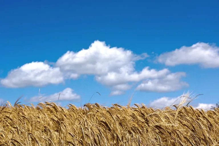 Nachhaltige Lebensmittel aus Kohlendioxid
